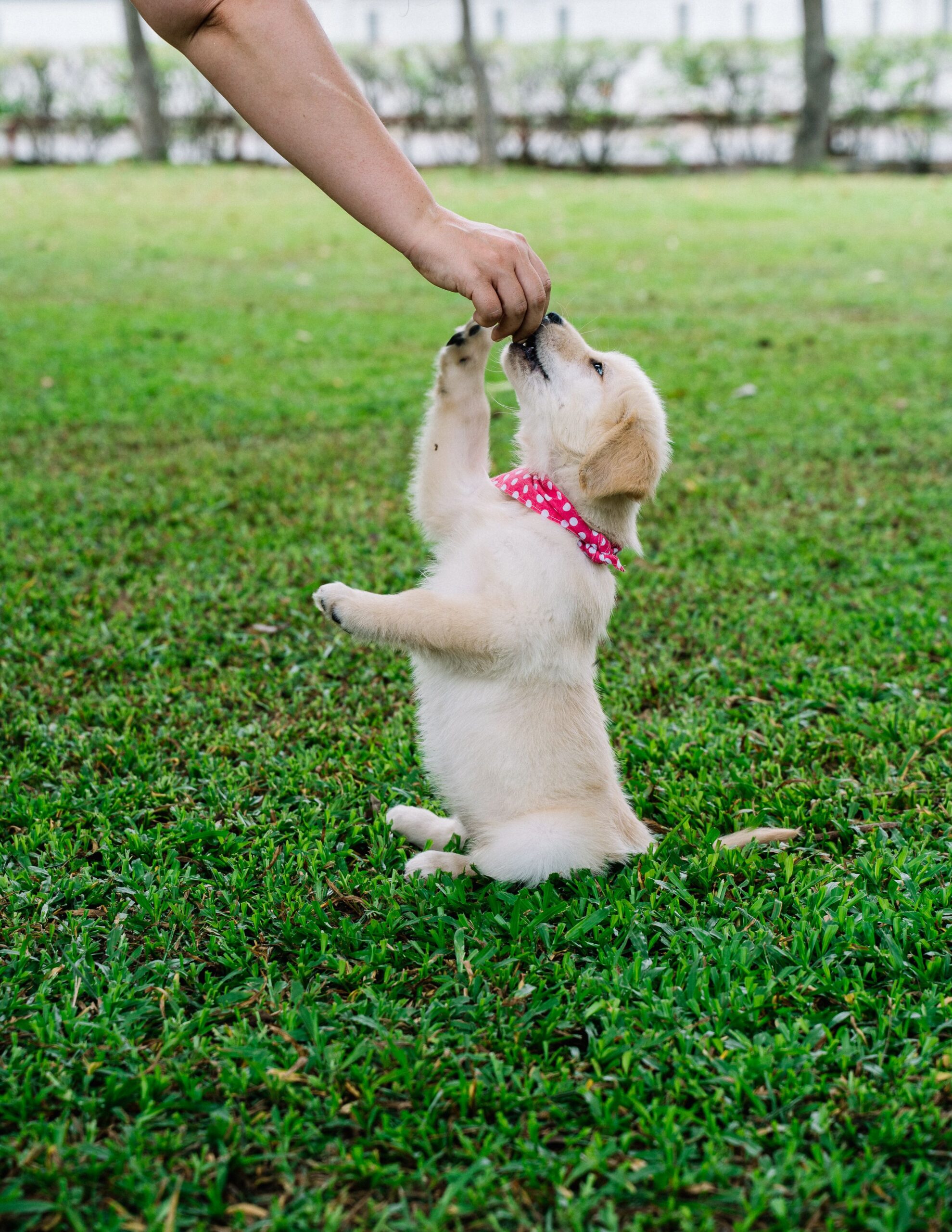 How to Train a Puppy: A Complete Beginner’s Guide
