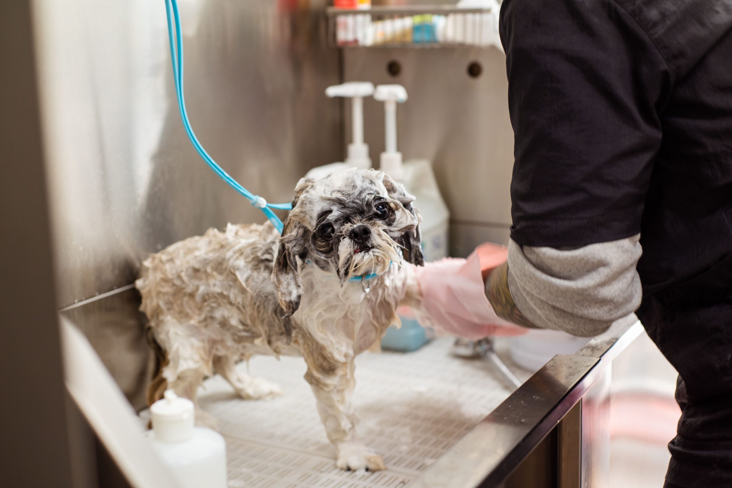 How Often Should You Bathe Your Dog? Pet Advice