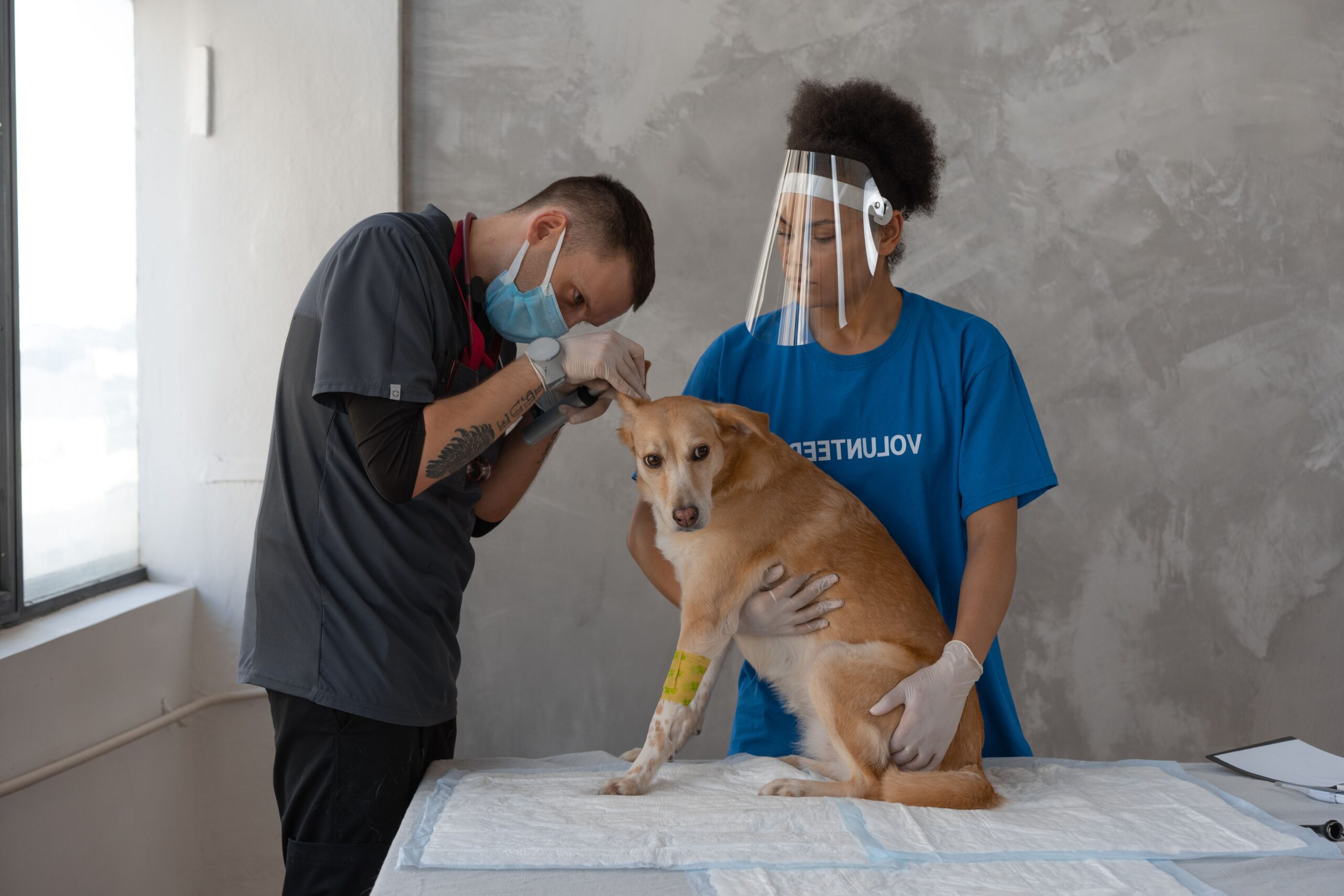 Pet Insurance Explained: Is It Really Worth It?