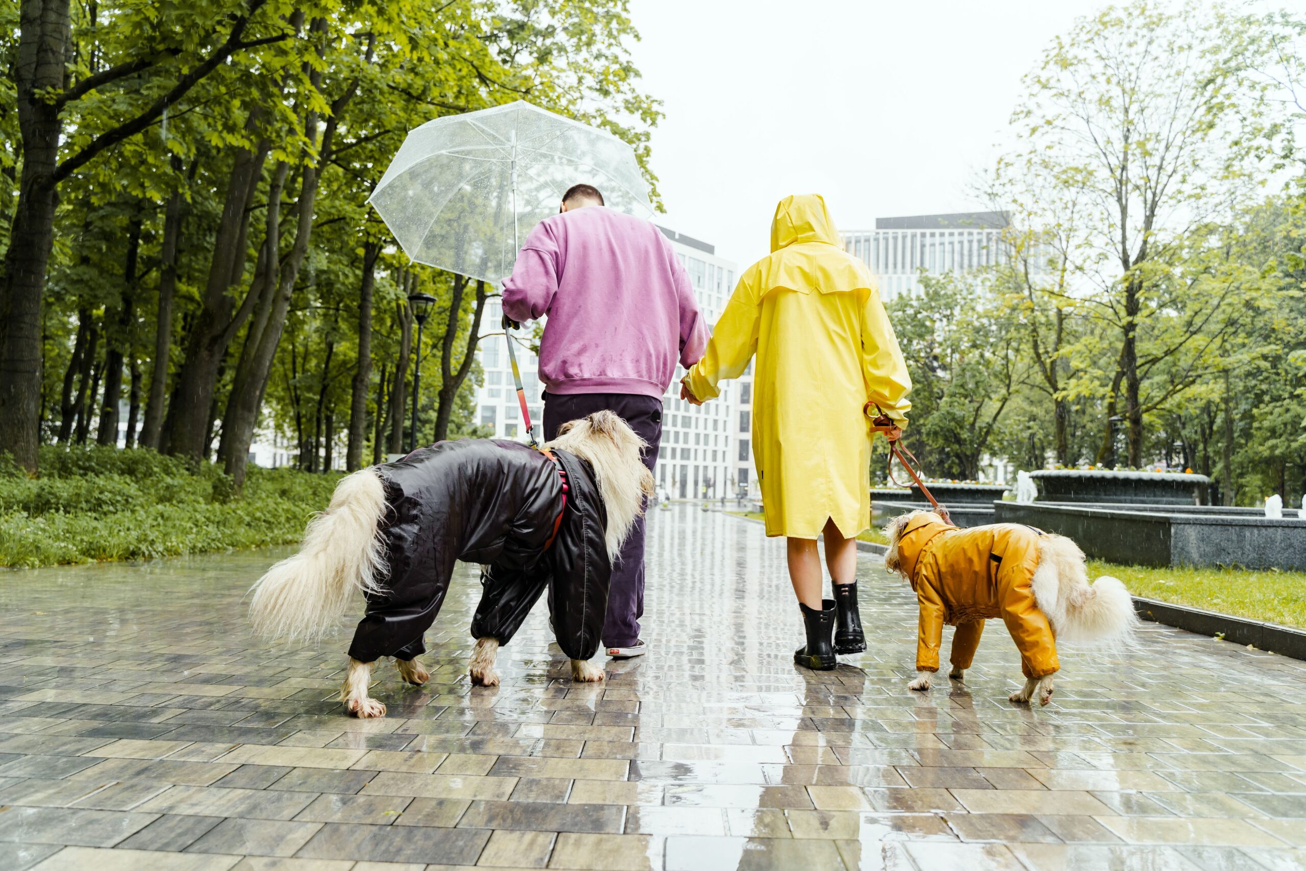 How to Keep Your Pet Safe During Extreme Weather