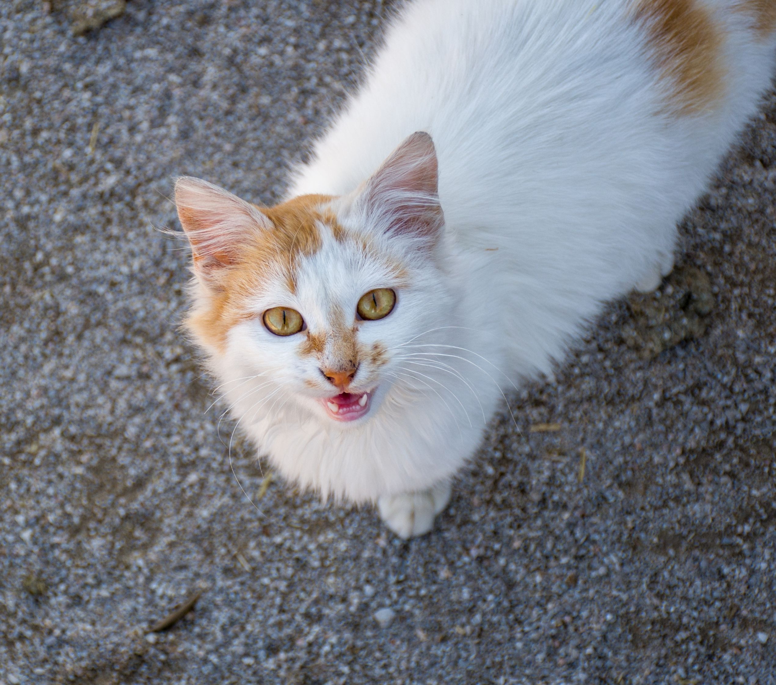 Why Is My Cat Meowing So Much? 7 Common Reasons
